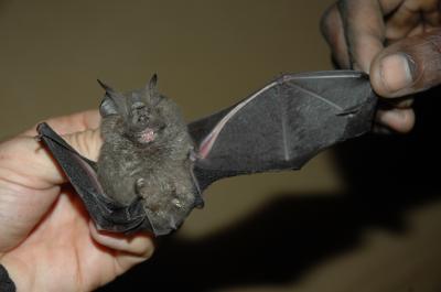 Lost Forest Reveals New Bat, Rodent And Frog Species
